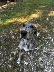 Lost Male Dog last seen North Of Dalton, Dalton, GA 30719