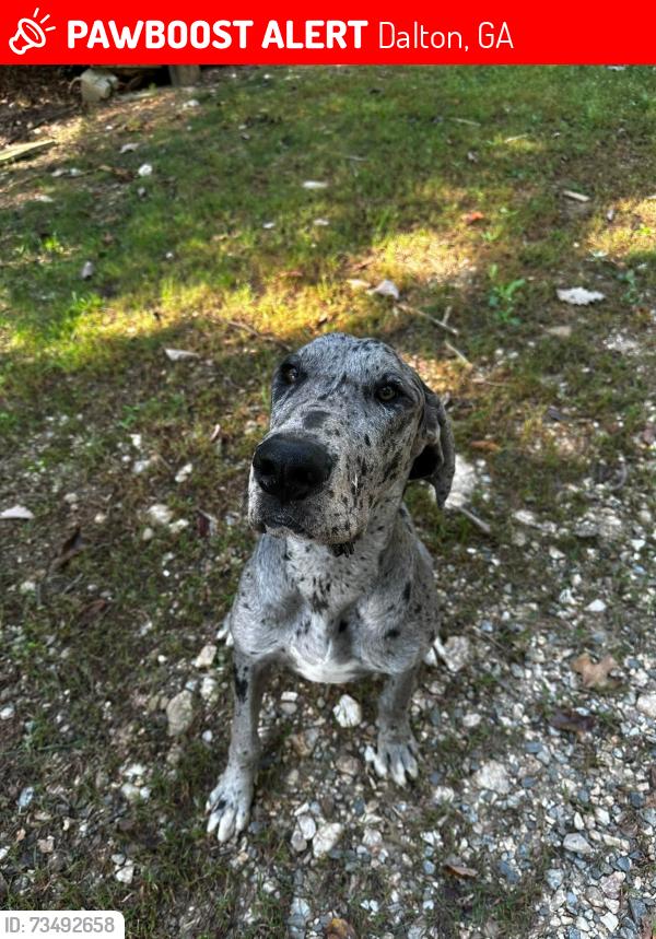 Lost Male Dog last seen North Of Dalton, Dalton, GA 30719