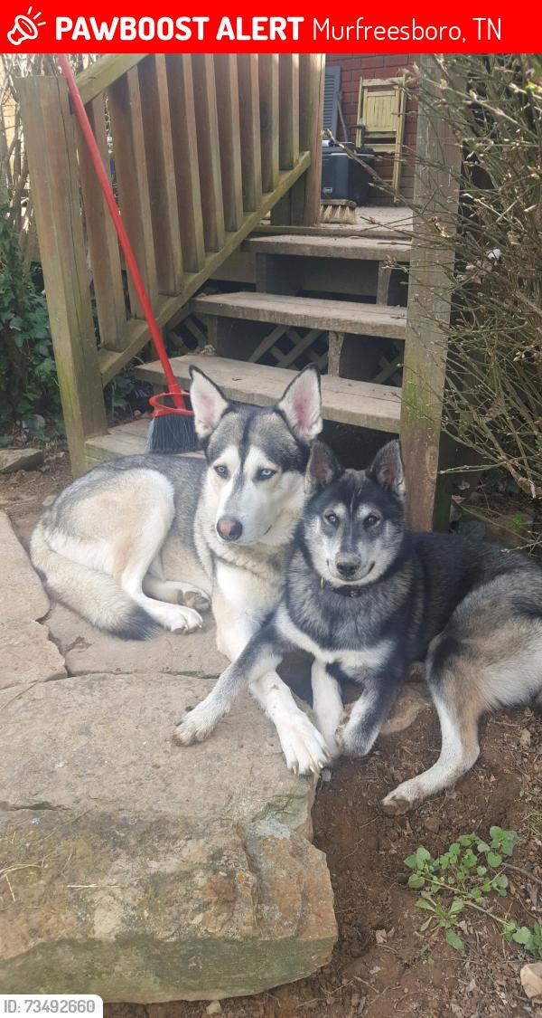 Lost Male Dog last seen Veterans parkway & Rucker Lane, Murfreesboro, TN 37129