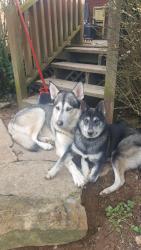 Lost Male Dog last seen Veterans parkway & Rucker Lane, Murfreesboro, TN 37129