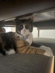 Reunited Female Cat last seen Desert Falls Country Club, Palm Desert, CA 92211