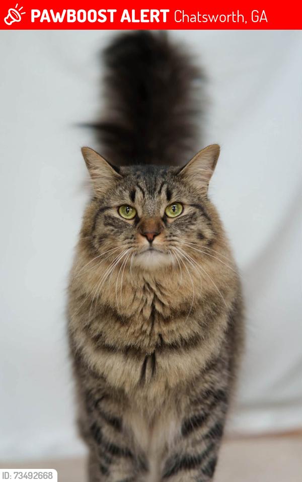 Lost Male Cat last seen Gas Station in Chatsworth, Chatsworth, GA 30705