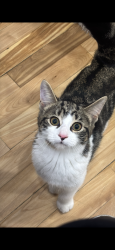 Lost Female Cat last seen Near boulevard saint michel close of euro marche, Montréal, QC H1H 5H2