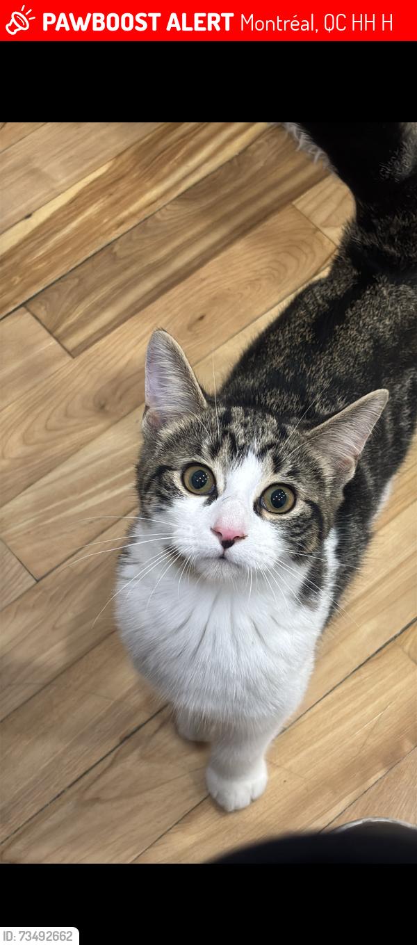 Lost Female Cat last seen Near boulevard saint michel close of euro marche, Montréal, QC H1H 5H2