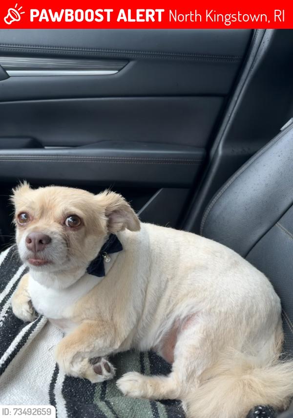 Lost Female Dog last seen old baptist road, North Kingstown, RI 02852