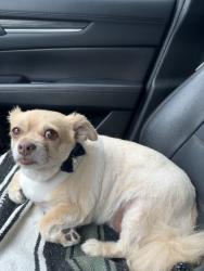 Lost Female Dog last seen old baptist road, North Kingstown, RI 02852