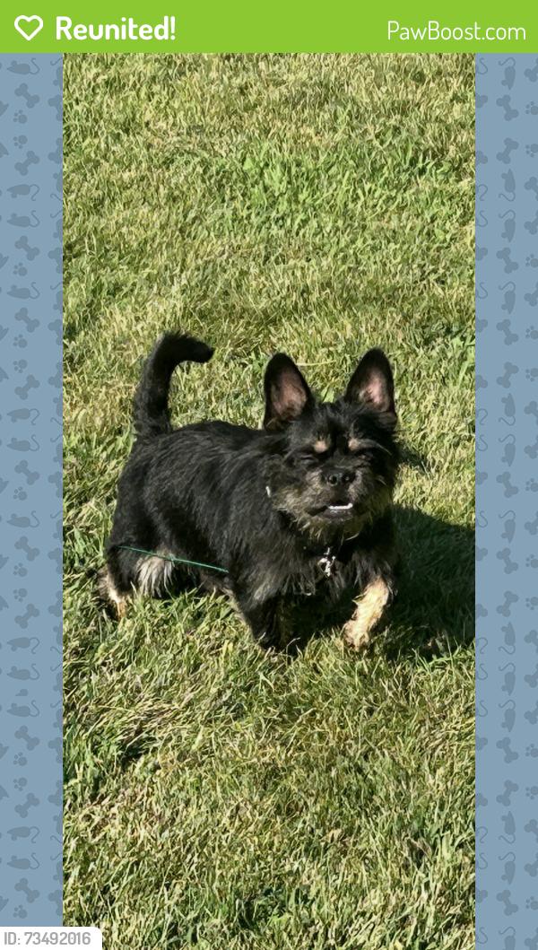 Reunited Male Dog last seen 85th terr, Kansas City, MO 64138