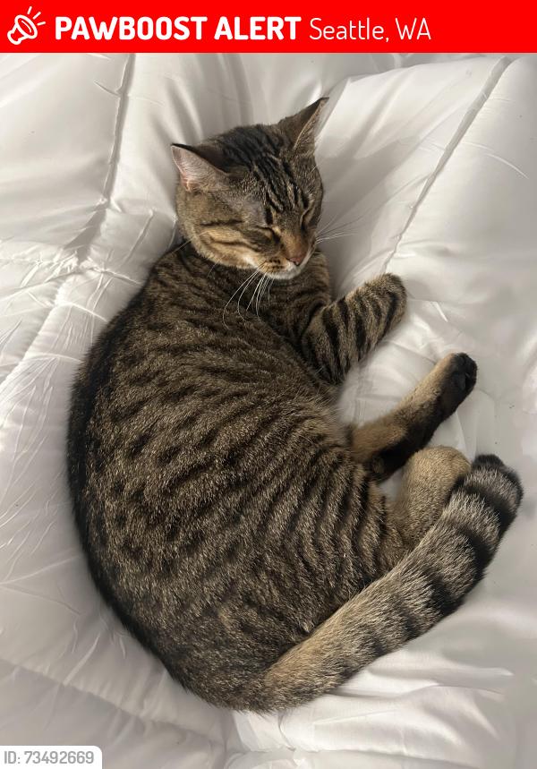 Lost Male Cat last seen University and 50th, Seattle, WA 98105