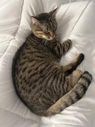 Lost Male Cat last seen University and 50th, Seattle, WA 98105