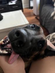 Reunited Female Dog last seen By G street, Antioch, CA 94509