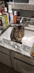Reunited Female Cat last seen Holly St, Grove City, OH 43123