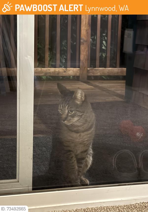 Found/Stray Unknown Cat last seen Larch Way and King Place, Lynnwood, WA 98087