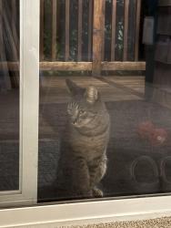 Found/Stray Unknown Cat last seen Larch Way and King Place, Lynnwood, WA 98087