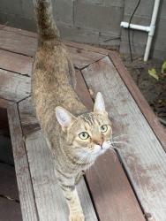 Found/Stray Unknown Cat last seen Gothic Ave and Chatsworth St., Los Angeles, CA 91344