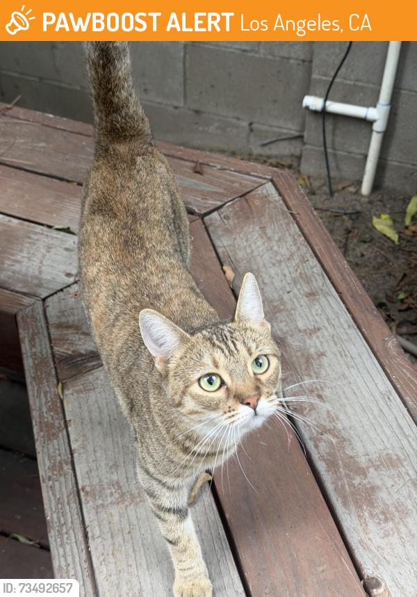 Found/Stray Unknown Cat last seen Gothic Ave and Chatsworth St., Los Angeles, CA 91344