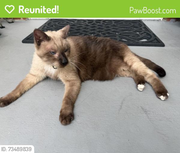 Reunited Unknown Cat last seen Held at hse, Centreville, VA 20120