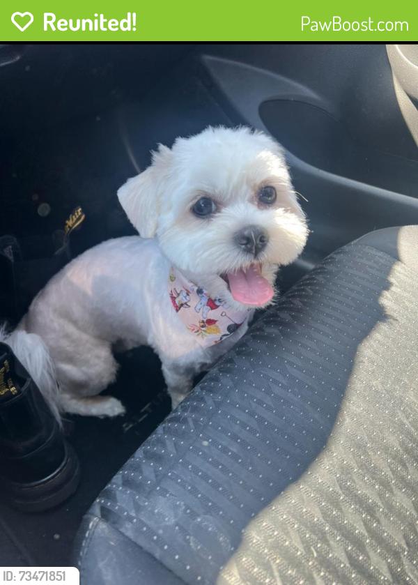Reunited Female Dog last seen Lamb blvd and manor green, Las Vegas, NV 89110