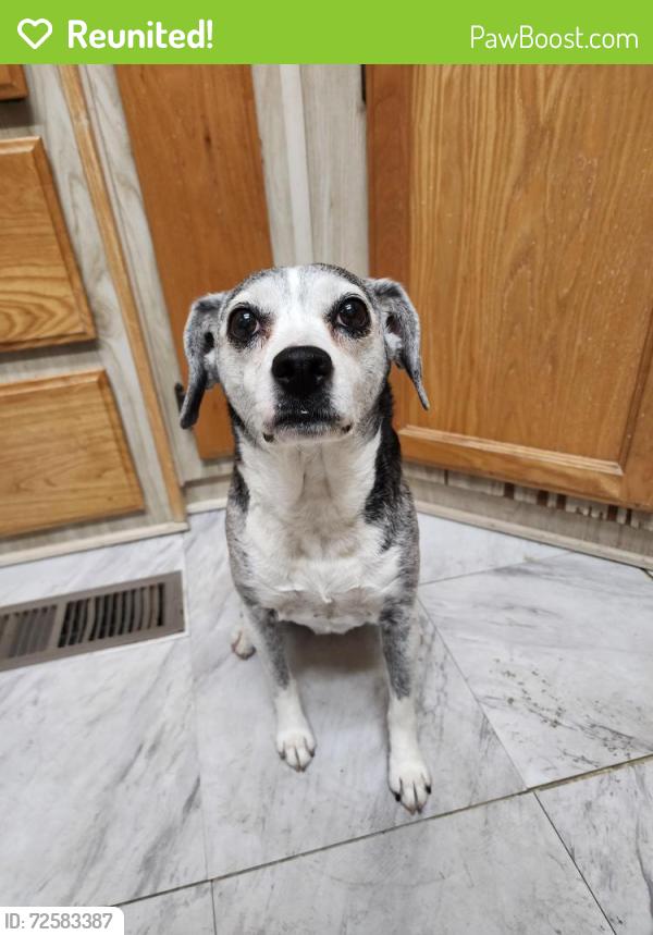 Reunited Female Dog last seen Seven Hills/Kirby & Stetson, Hemet, CA 92545