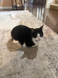 Reunited Male Cat last seen La Jolla & Villa Street, Watsonville, CA 95076