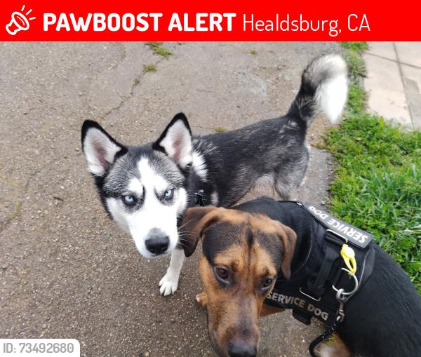 Lost Female Dog last seen Healdsburg Veterans Memorial Beach 13839 Old Redwood Hwy on the river down by the boat launch, Healdsburg, CA 95448