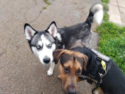 Lost Female Dog last seen Healdsburg Veterans Memorial Beach 13839 Old Redwood Hwy on the river down by the boat launch, Healdsburg, CA 95448