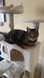 Reunited Male Cat last seen Near Morris Rd, Alpharetta, GA 30004