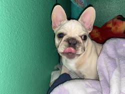 Lost Male Dog last seen Near Worcester Avenue, Pasadena, CA, USA, Pasadena, CA 91104