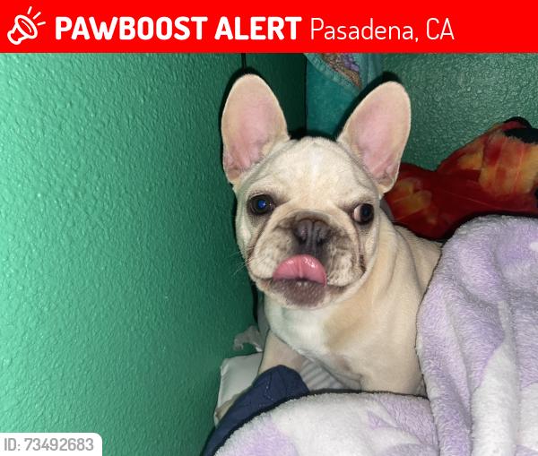 Lost Male Dog last seen Near Worcester Avenue, Pasadena, CA, USA, Pasadena, CA 91104