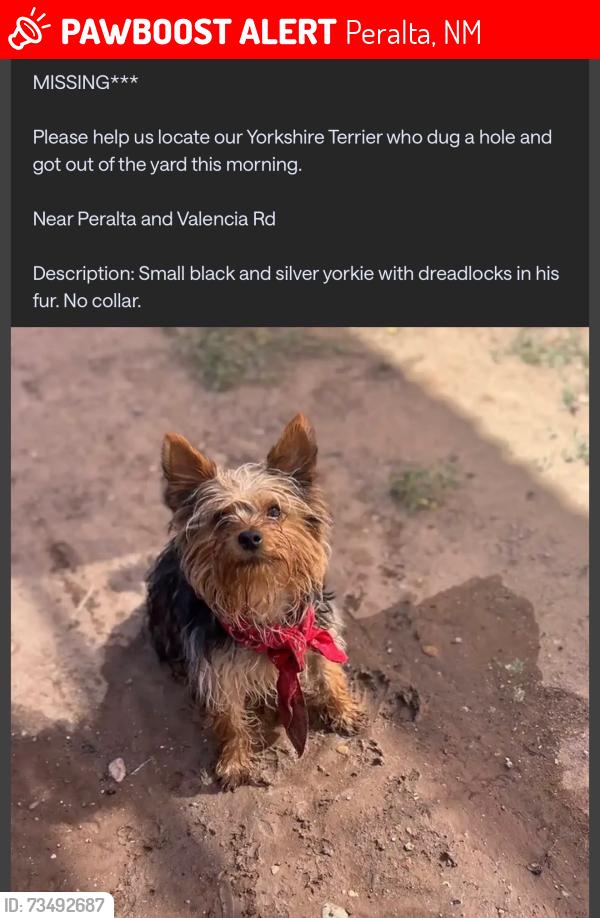 Lost Male Dog last seen Hwy 47 and Catalpa, Peralta, NM 87042