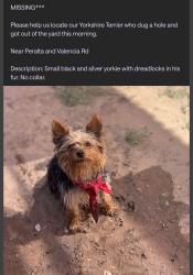 Lost Male Dog last seen Hwy 47 and Catalpa, Peralta, NM 87042