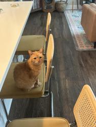 Reunited Male Cat last seen The Landon at New Albany, New Albany, OH 43054