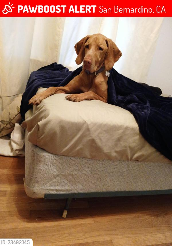 Lost Female Dog last seen D&24th, San Bernardino, CA 92405
