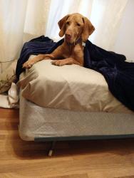Lost Female Dog last seen D&24th, San Bernardino, CA 92405