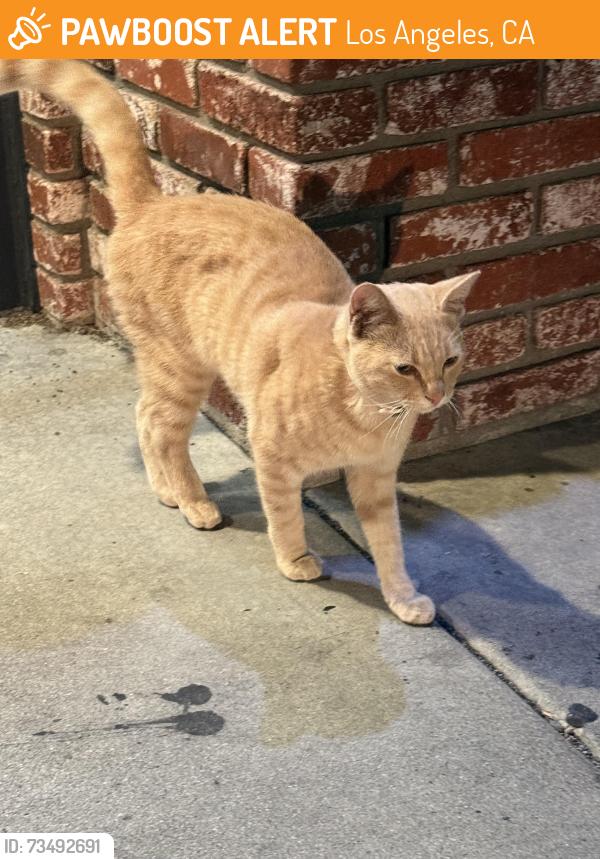 Found/Stray Unknown Cat last seen In the Pizza Hut bushes, Los Angeles, CA 90047