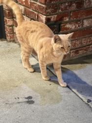 Found/Stray Unknown Cat last seen In the Pizza Hut bushes, Los Angeles, CA 90047