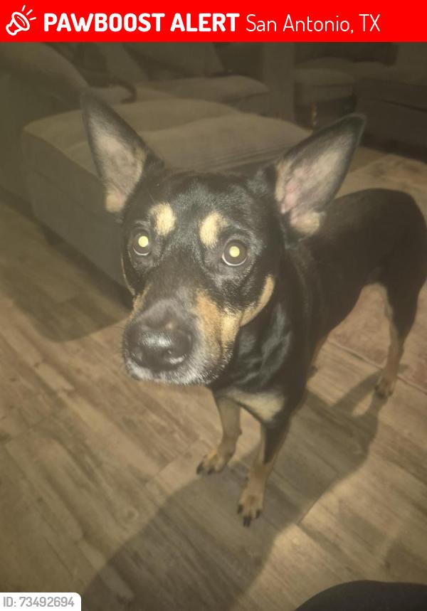 Lost Male Dog last seen Cornell and Colorado, San Antonio, TX 78201