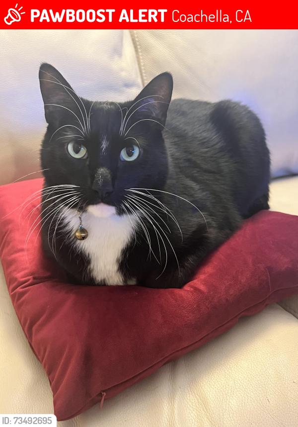 Lost Male Cat last seen Frederick St between Ave 50 and Ave 51, Coachella, CA 92236