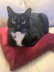 Lost Male Cat last seen Frederick St between Ave 50 and Ave 51, Coachella, CA 92236