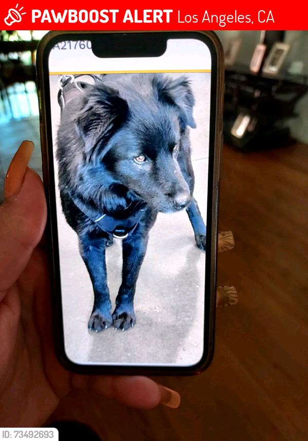 Lost Male Dog last seen Corbin ave victory Blvd Chatsworth shelter, Los Angeles, CA 91324