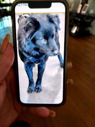 Lost Male Dog last seen Corbin ave victory Blvd Chatsworth shelter, Los Angeles, CA 91324