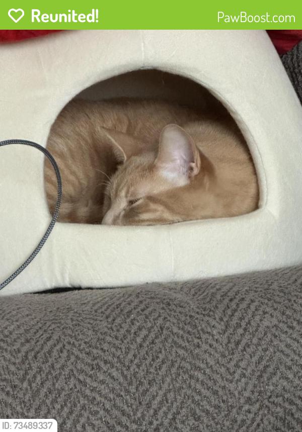 Reunited Male Cat last seen Near Buehler pl, Lewisville, TX 75067