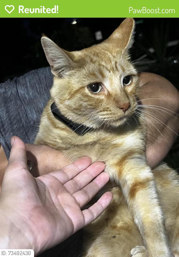 Reunited Unknown Cat last seen Glenn Ave, Ontario, CA 91764