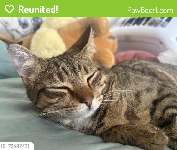 Reunited Male Cat last seen Near poplar street thomastown, Thomastown, VIC 3074
