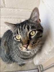 Lost Male Cat last seen hulen, Fort Worth, TX 76133