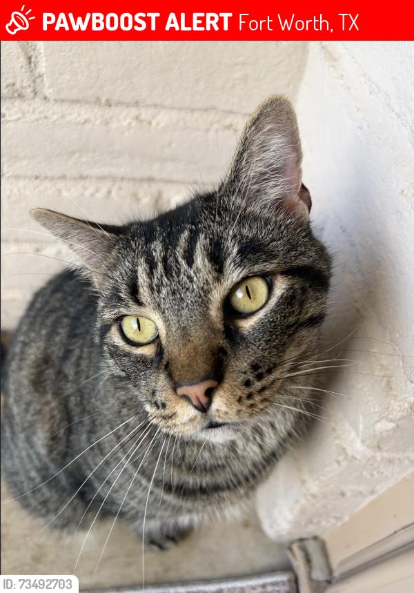 Lost Male Cat last seen hulen, Fort Worth, TX 76133