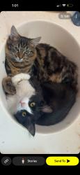 Reunited Male Cat last seen Near Sevierville Rd, Maryville, TN 37804, USA, Maryville, TN 37804