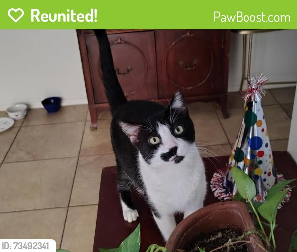 Reunited Male Cat last seen Pantano and golf links, Tucson, AZ 85730