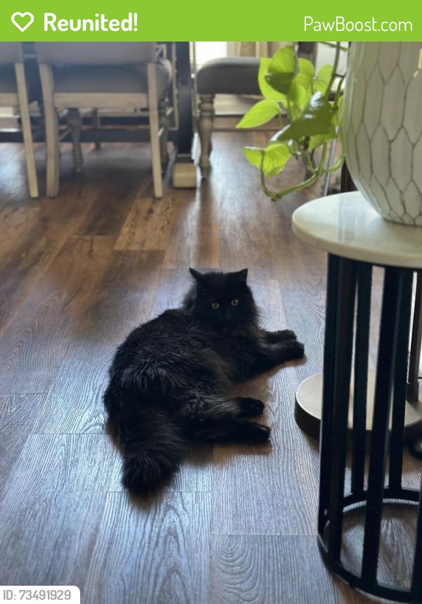 Reunited Male Cat last seen Ash Tree Circle, Hall County, GA 30548