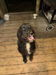 Found/Stray Female Dog last seen Red Fox Road W, Mount Vernon, AL 36560