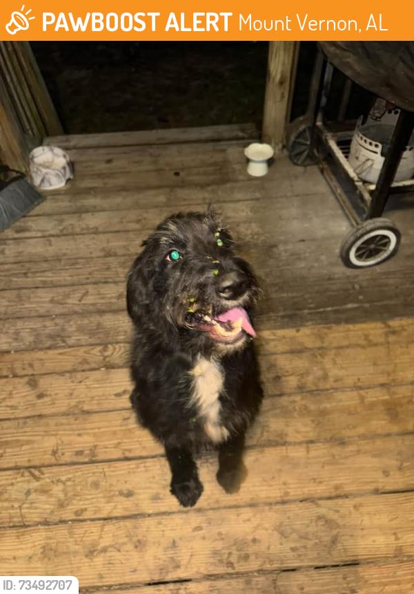 Found/Stray Female Dog last seen Red Fox Road W, Mount Vernon, AL 36560